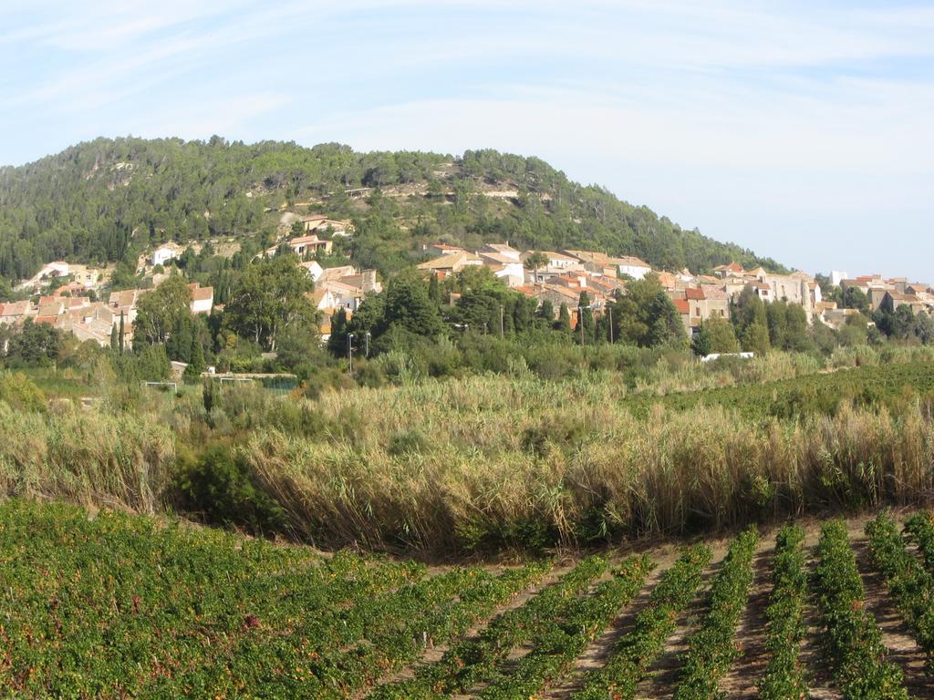 Chambre D'Hotes Le Laurier Blanc Portel-des-Corbieres Esterno foto